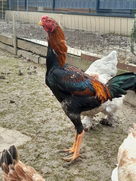 Œufs fécondés indio gigante