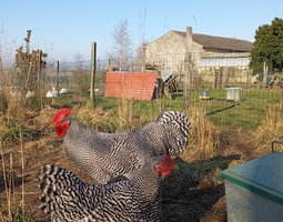 Oeufs poule Amrock