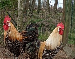 Oeufs fécondés poule Braekel