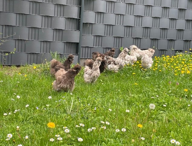 oeufs de poules Soie bleu et splash
