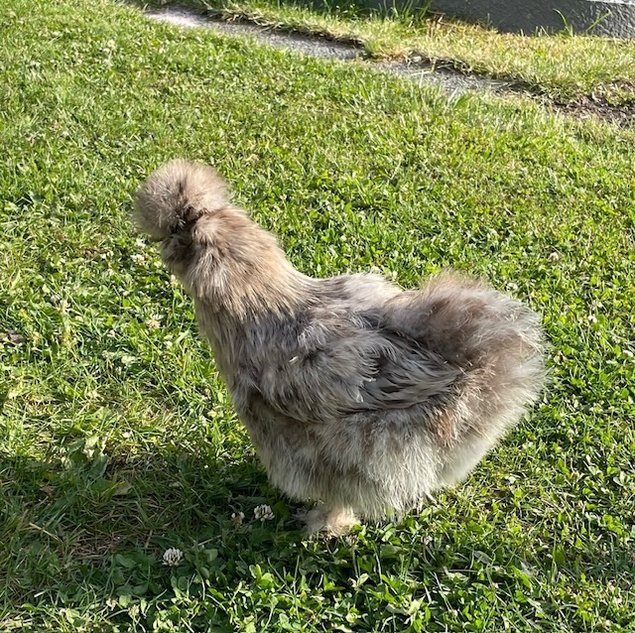 oeufs de poules Soie bleu et splash