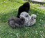 oeufs de poules Soie bleu et splash