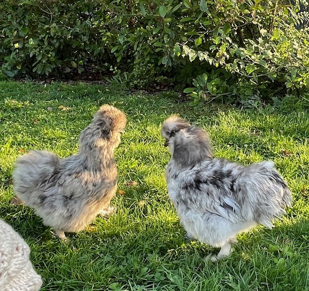oeufs de poules Soie bleu et splash