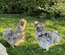oeufs de poules Soie bleu et splash