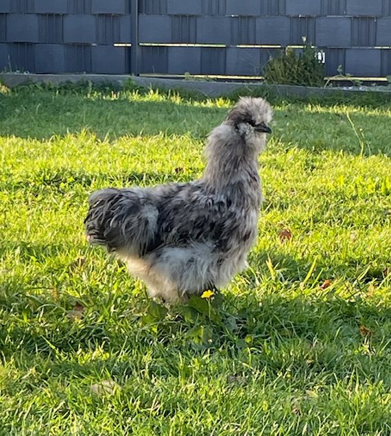 oeufs de poules Soie bleu et splash