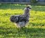 oeufs de poules Soie bleu et splash