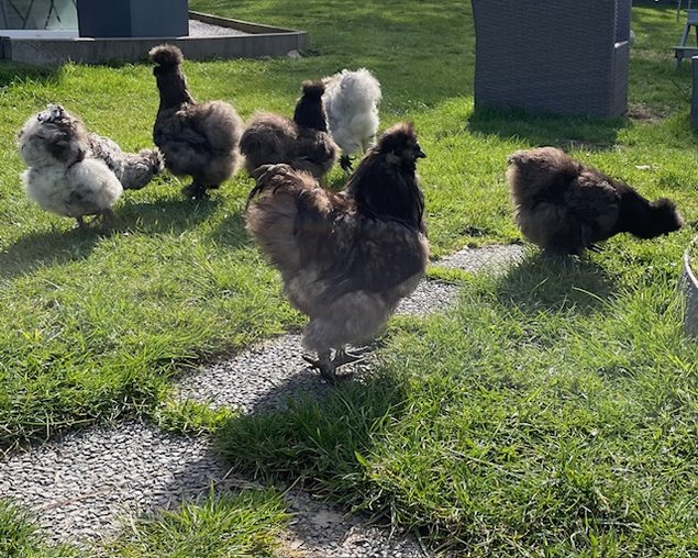 oeufs de poules Soie bleu et splash