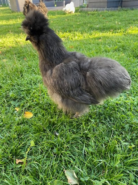 oeufs de poules Soie bleu et splash