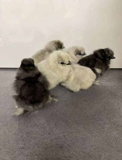 oeufs de poules Soie bleu et splash