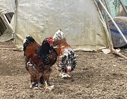 ŒUF FÉCONDÉ BRAHMA PORCELAINE