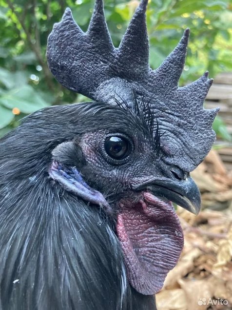 Oeufs de Poulets UHEYILUI