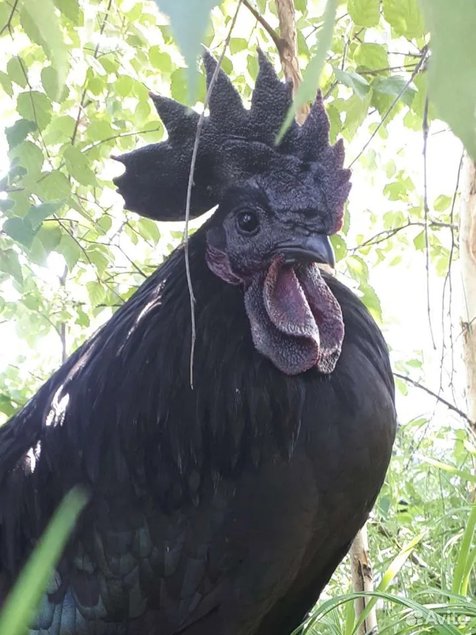 Oeufs de Poulets UHEYILUI
