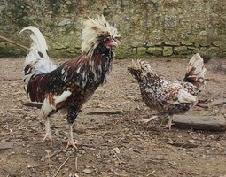(LVDC) Padoue Tricolore GR