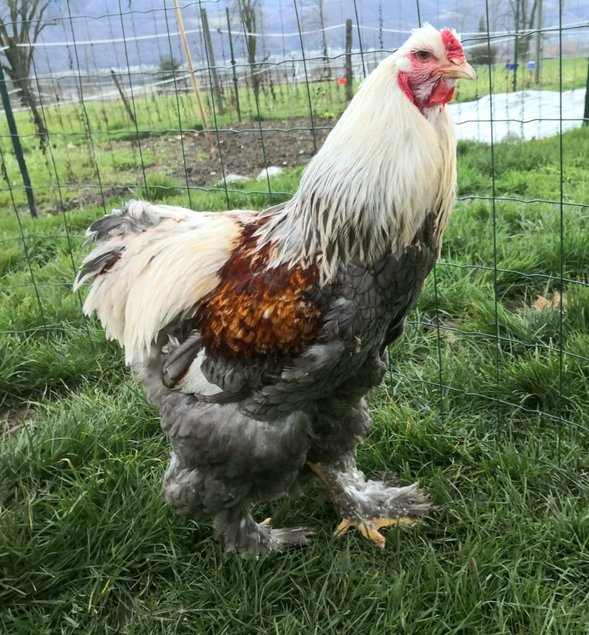 Brahma saumon 🇺🇸