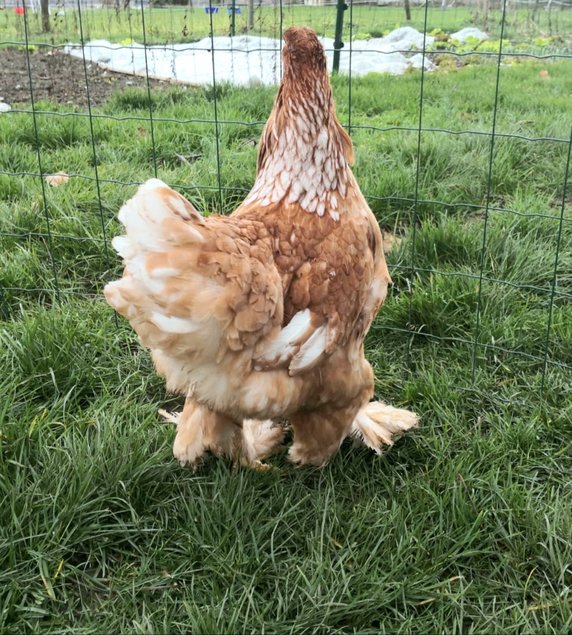 Brahma saumon 🇺🇸