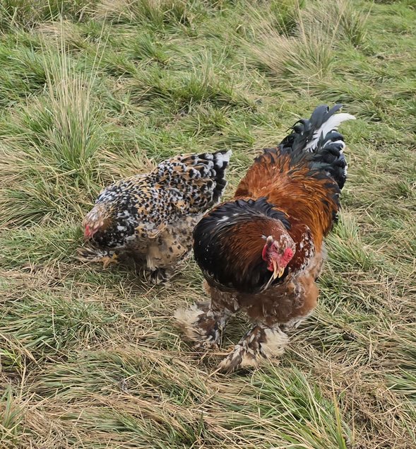 Oeufs fécondés brahma porcelaine