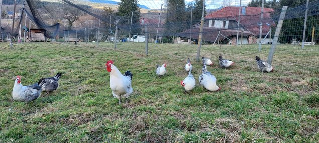 Œufs fécondés de poules Bresse Gauloises grises