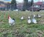 Œufs fécondés de poules Bresse Gauloises grises