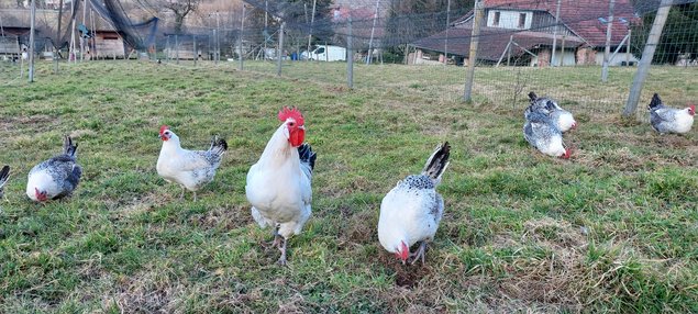 Œufs fécondés de poules Bresse Gauloises grises
