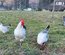 Œufs fécondés de poules Bresse Gauloises grises