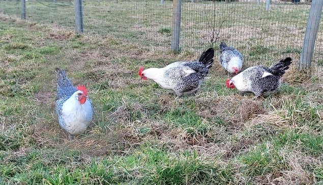 Œufs fécondés de poules Bresse Gauloises grises