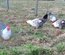 Œufs fécondés de poules Bresse Gauloises grises