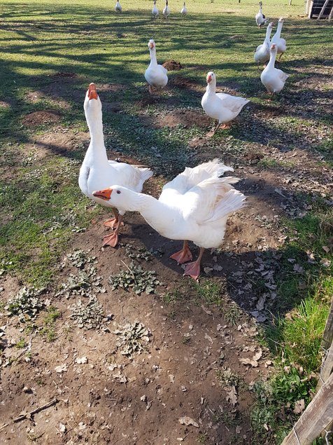 Oeuf à couver Oie Blanche