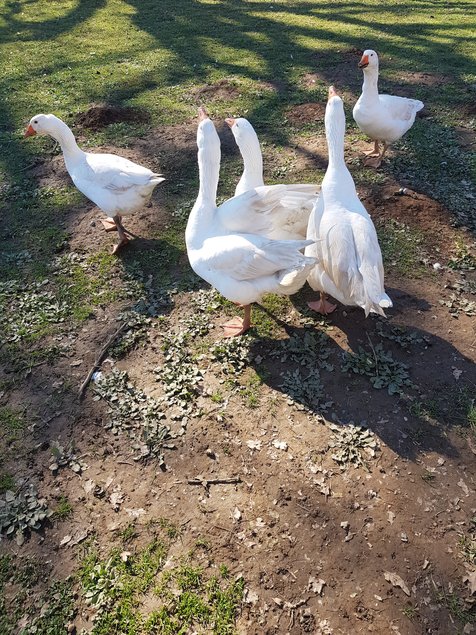 Oeuf à couver Oie Blanche