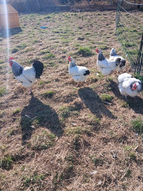 Oeufs Sussex Blanche Herminé Noir