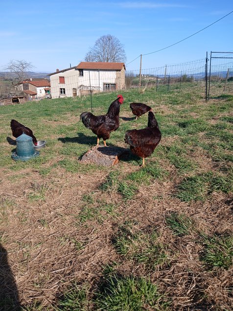 Oeufs Rhode Island Pure Race