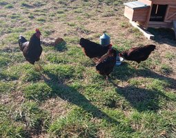 Oeufs Rhode Island Pure Race