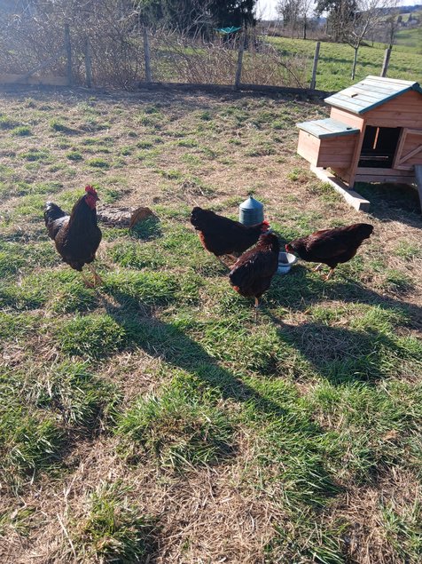 Oeufs Rhode Island Pure Race