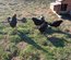 Oeufs Rhode Island Pure Race
