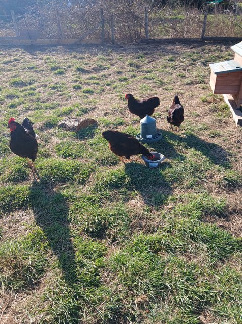 Oeufs Rhode Island Pure Race