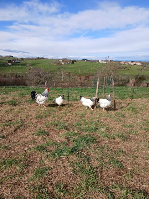 Oeufs Sussex Blanche Herminé Noir