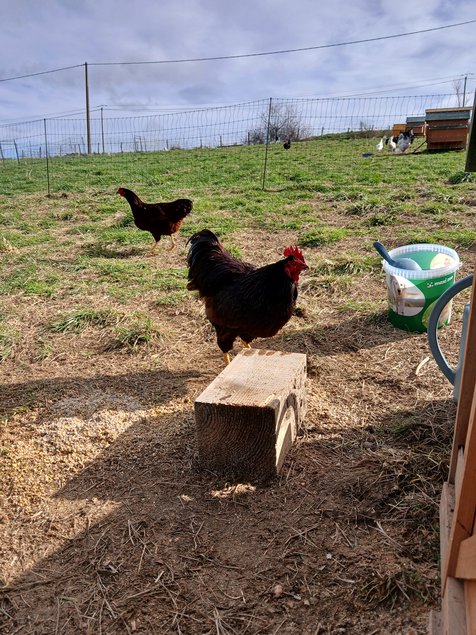 Oeufs Rhode Island Pure Race