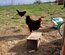 Oeufs Rhode Island Pure Race