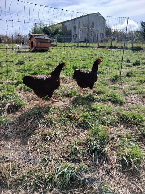 Oeufs Rhode Island Pure Race