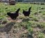 Oeufs Rhode Island Pure Race