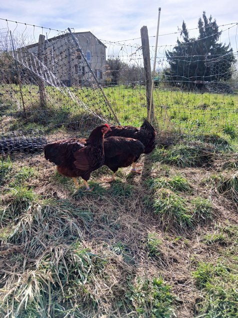 Oeufs Rhode Island Pure Race