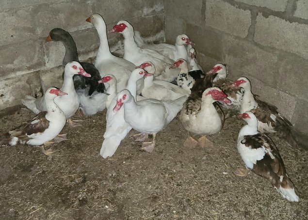 Canard de Barbarie Mix