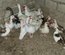 Canard de Barbarie Mix