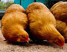 Orpington fauve grande race