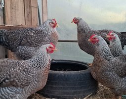 Poule de Bielefeld saumon coucou argenté