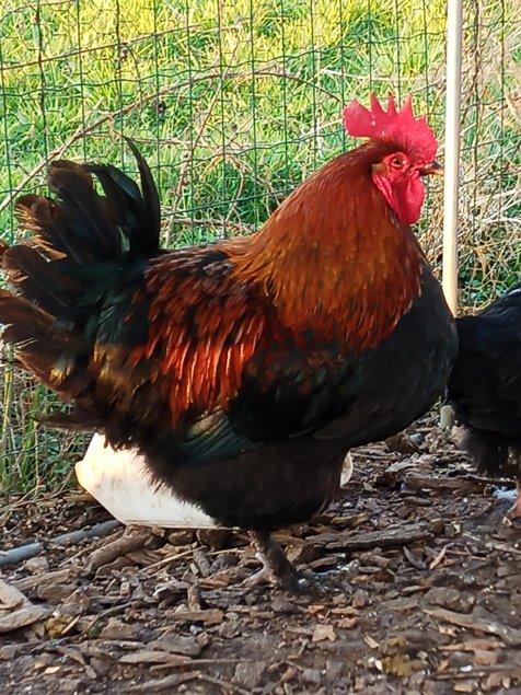 Marans noir camail cuivré Tata cocottes
