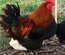Marans noir camail cuivré Tata cocottes