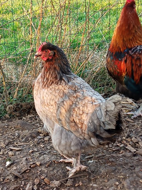 Marans noir camail cuivré Tata cocottes