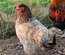 Marans noir camail cuivré Tata cocottes
