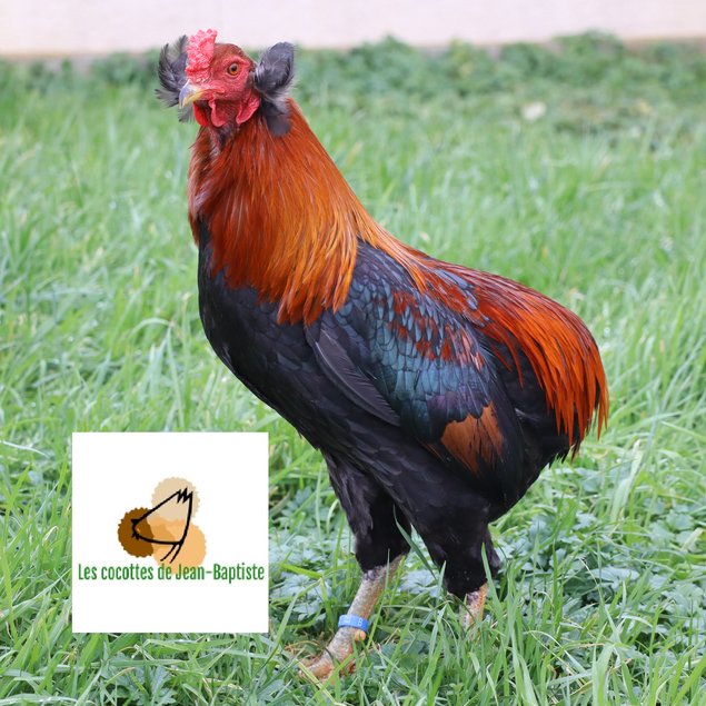 Poule aux oeufs colorés