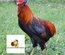 Poule aux oeufs colorés